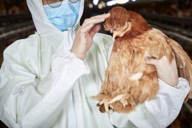 认真检查饲养家禽健康的女性饲养员