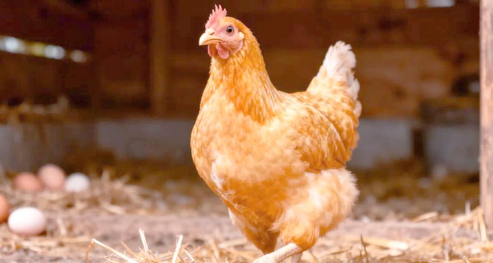 发酵饲料在家禽饲养中的应用与效果