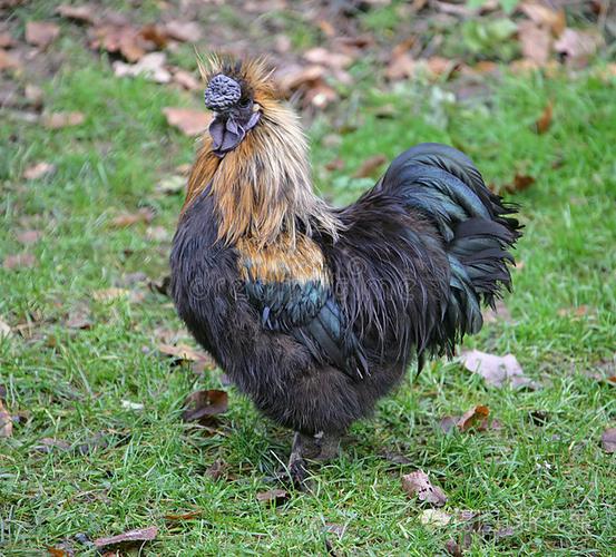 17号家禽饲养场