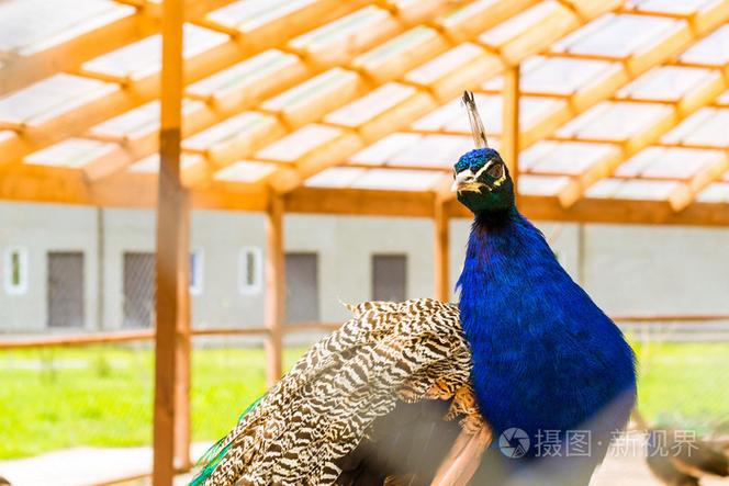 放牧在家禽饲养场在笼子里的孔雀