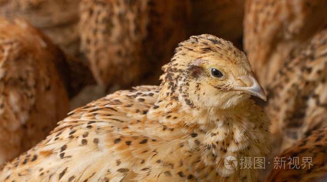 家禽饲养场笼子里的鹌鹑