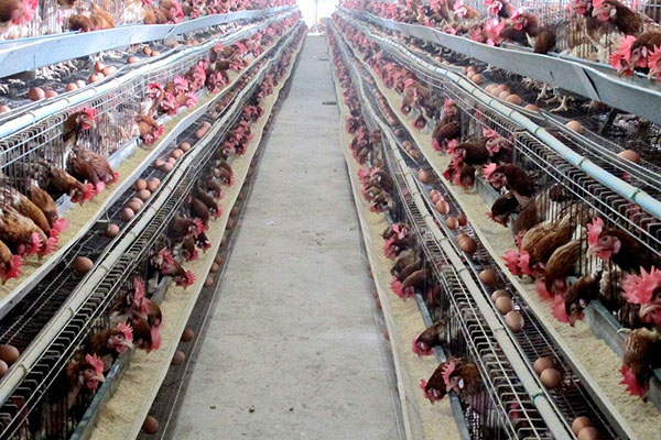 孵化和养鸡场的理想温度和湿度的最佳衡量标准