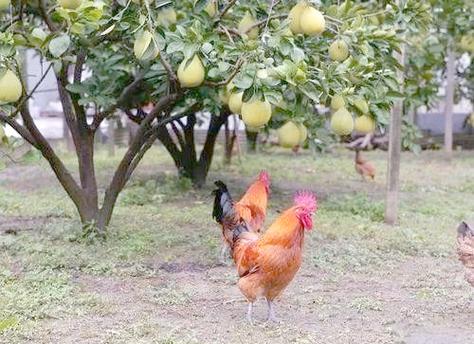 秋季家禽饲养管理关键策略,助力生产效益提升