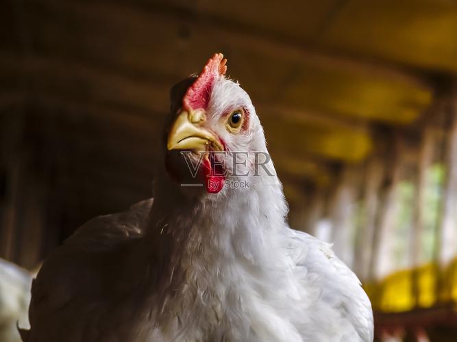 肖像权或物权授权关键词查看更多鸡笼母鸡家禽食品加工厂生产线牲畜