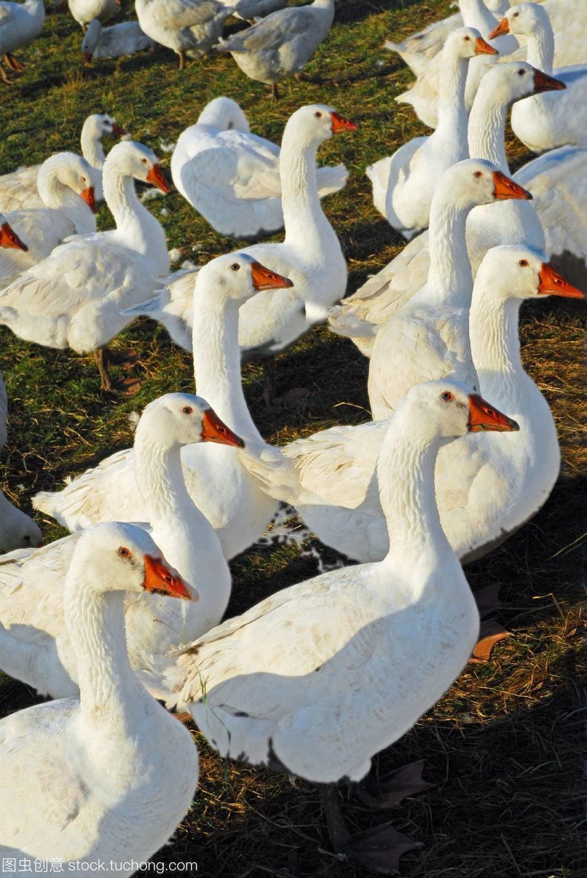 鸟,Bird,农业,agriculture,农活,Farming,Birds,巴伐利亚,bavaria,鹅肉,鹅,Geese,家禽饲养所,Poultry farming,poultry farm,德国,Germany,german federal republic,g?nsefarm,g?nsezucht,Panther